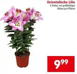 Interspar Orientalische Lilie Angebot