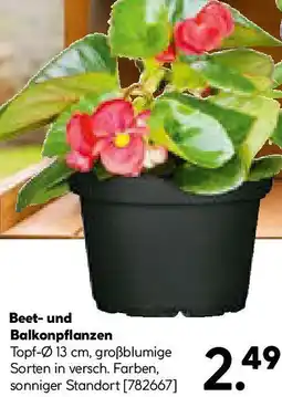 Hellweg Beet und Balkonpflanzen Angebot