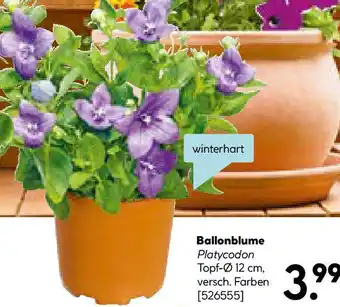 Hellweg Ballonblume Angebot