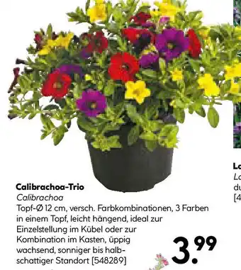 Hellweg Calibrachoa-Trio Angebot