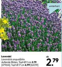 Hellweg Lavendel Angebot