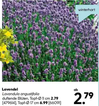 Hellweg Lavendel Angebot