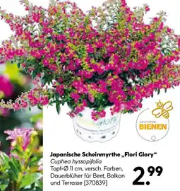 Hellweg Japanische Scheinmyrthe Flori Glory Angebot