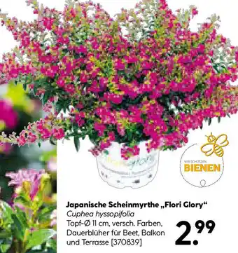 Hellweg Japanische Scheinmyrthe Flori Glory Angebot