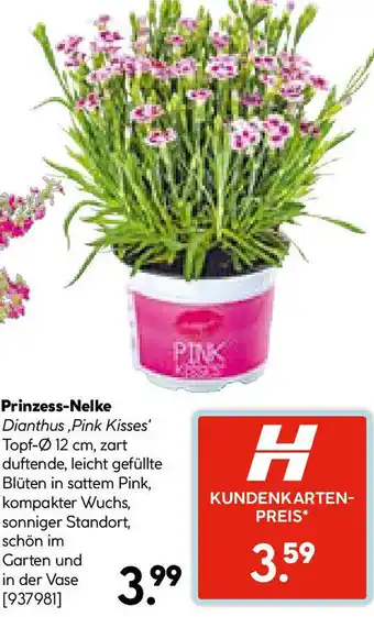 Hellweg Prinzess-Nelke Angebot