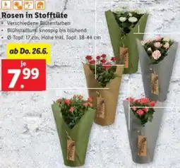 Lidl Rosen in Stofftüte Angebot