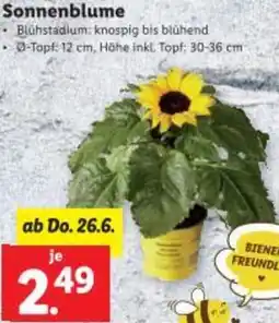 Lidl Sonnenblume Angebot