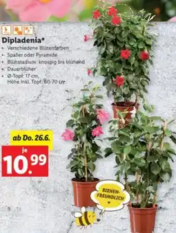 Lidl Dipladenia Angebot