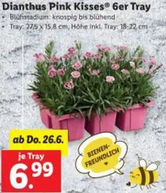 Lidl Dianthus Pink Kisses Angebot