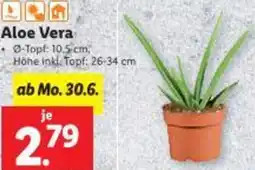 Lidl Aloe Vera Angebot