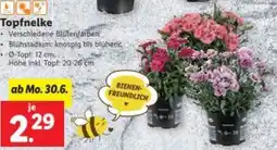 Lidl Topfnelke Angebot