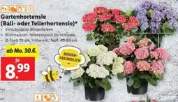 Lidl Gartenhortensie Angebot