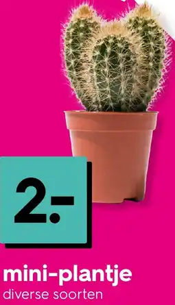 HEMA Mini-plantje Angebot