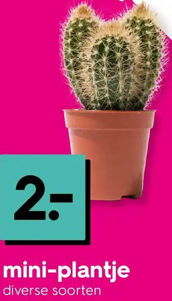HEMA Mini-plantje Angebot
