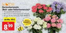 Lidl Gartenhortensie (Ball- oder Tellerhortensie) Angebot