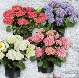 Lidl Gartenhortensien Angebot