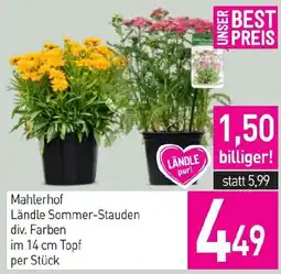 Sutterlüty Mahlerhof Ländle Sommer-Stauden div. Farben Angebot