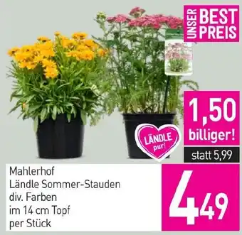 Sutterlüty Mahlerhof Ländle Sommer-Stauden div. Farben Angebot