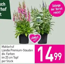 Sutterlüty Mahlerhof Ländle Premium-Stauden div. Farben Angebot