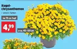Thomas Philipps Kugel Chrysanthemen Angebot