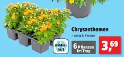 Thomas Philipps Chrysanthemen Angebot