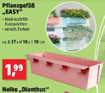 Thomas Philipps Pflanzgefäß EASY Angebot