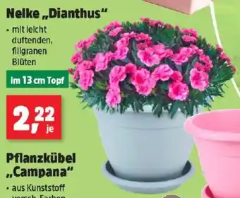 Thomas Philipps Nelke Dianthus Angebot