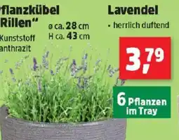 Thomas Philipps Lavendel Angebot