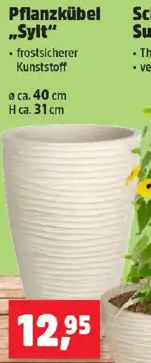 Thomas Philipps Pflanzkübel Sylt Angebot