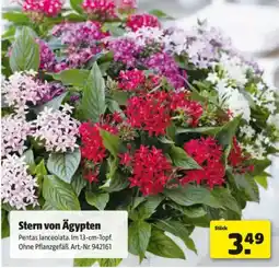 Hagebau Stern von Ägypten Angebot