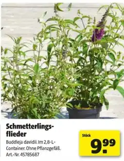 Hagebau Schmetterlings flieder Angebot