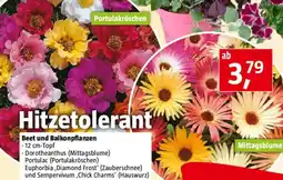 Bauhaus Beet und Balkonpflanzen Angebot