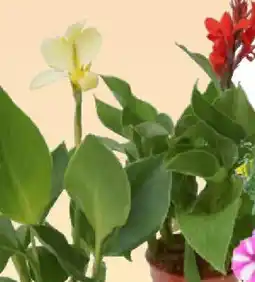 Bauhaus Blumenrohr Angebot