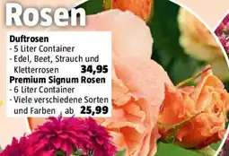 Bauhaus Rosen Duftrosen Angebot