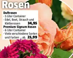 Bauhaus Rosen Premium Signum Angebot