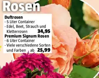 Bauhaus Rosen Premium Signum Angebot