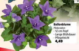 Bauhaus Ballonblume Angebot