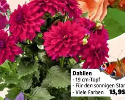 Bauhaus Dahlien Angebot