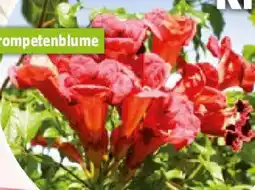 Bauhaus Campsis radicans Trompetenblume Angebot