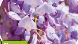Bauhaus Wisteria Blauregen Angebot
