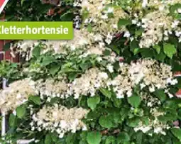 Bauhaus Hydrangea petiolaris Kletterhortensie Angebot