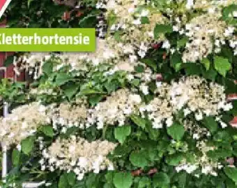 Bauhaus Hydrangea petiolaris Kletterhortensie Angebot