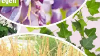 Bauhaus Hedera helix Efeu Angebot