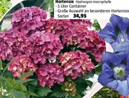 Bauhaus Hortensie Hydrangea macrophylla Angebot