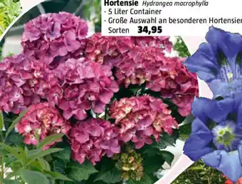 Bauhaus Hortensie Hydrangea macrophylla Angebot