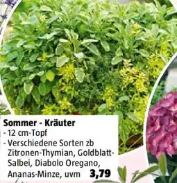 Bauhaus Sommer Kräuter Angebot