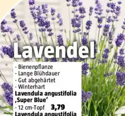 Bauhaus Lavendula angustifolia Super Blue Angebot