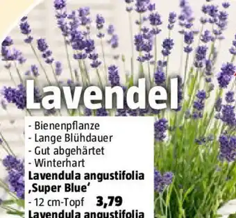Bauhaus Lavendula angustifolia Super Blue Angebot