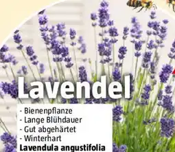 Bauhaus Lavendula angustifolia Angebot