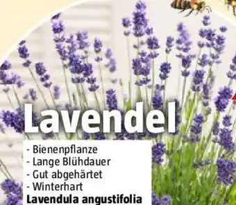 Bauhaus Lavendula angustifolia Angebot